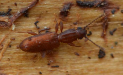 Silvanus bidentatus